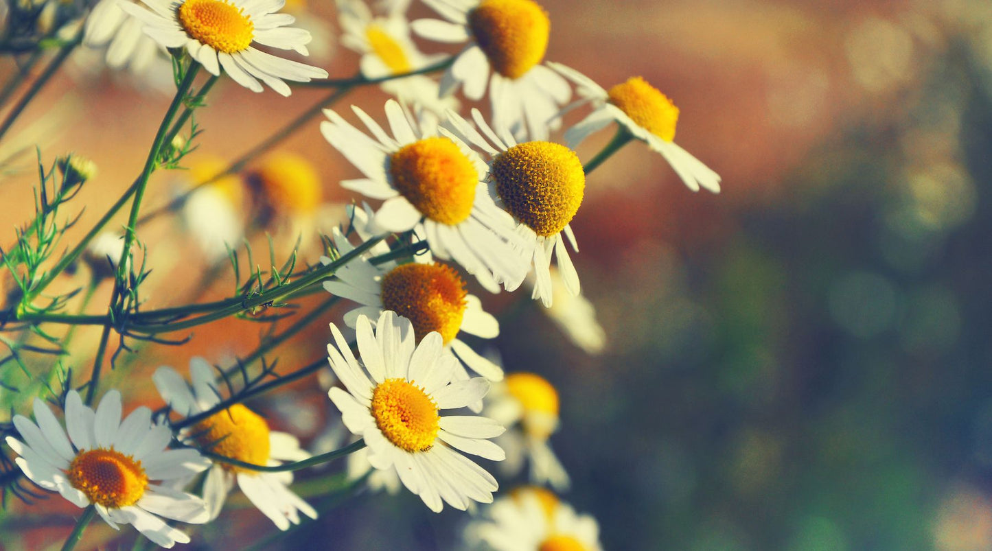 The 9 Best Herbs for Relieving Stress and Anxiety