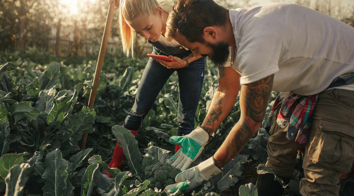 Two people tend to a garden of organic crops, with one person kneeling and cutting broccoli while the other uses a smartphone, possibly researching organic food practices or recording harvest data. The golden hour sunlight bathes the scene, highlighting t