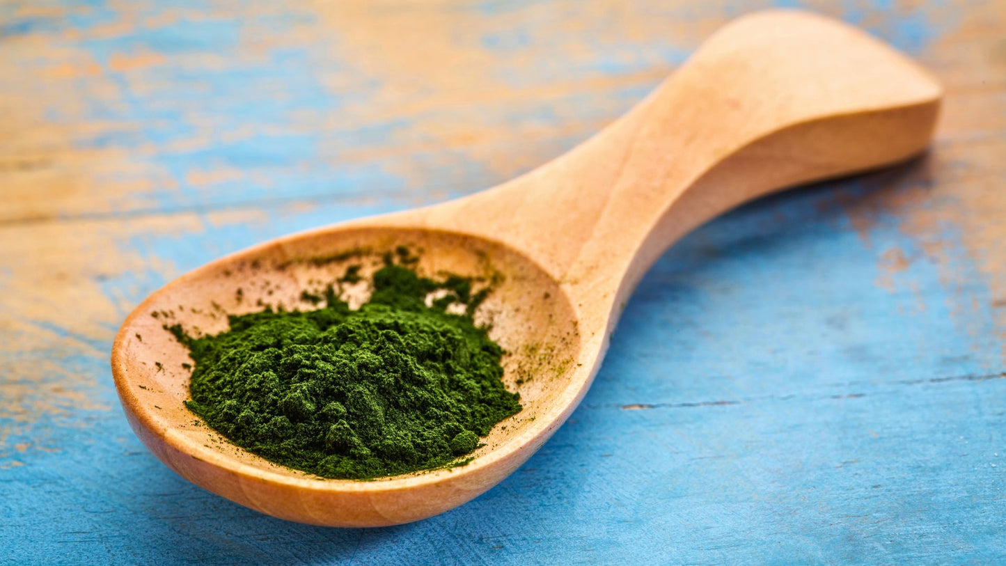 The image shows a wooden spoon filled with chlorella powder, placed on a vibrant blue wooden surface.