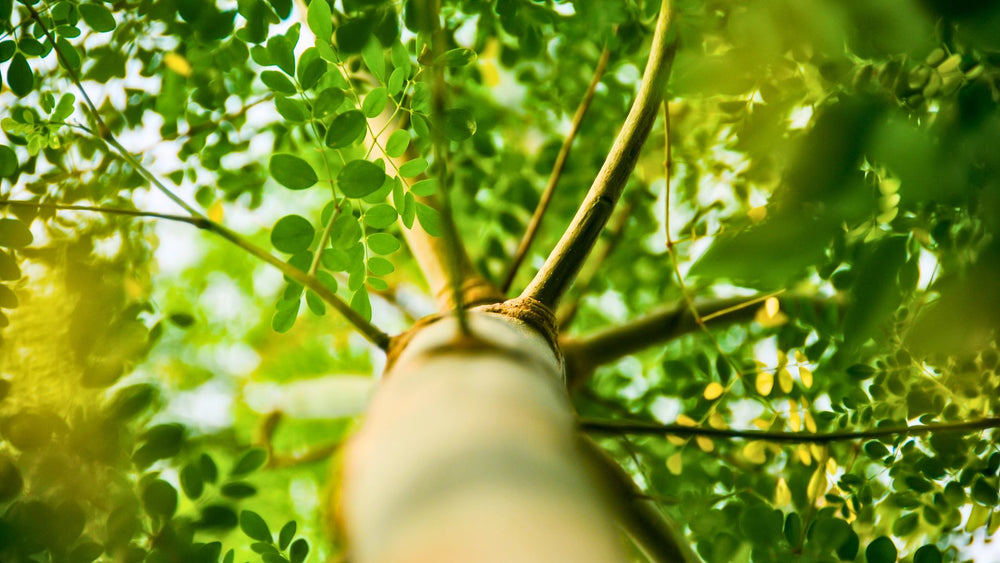 Moringa Oleifera Tree