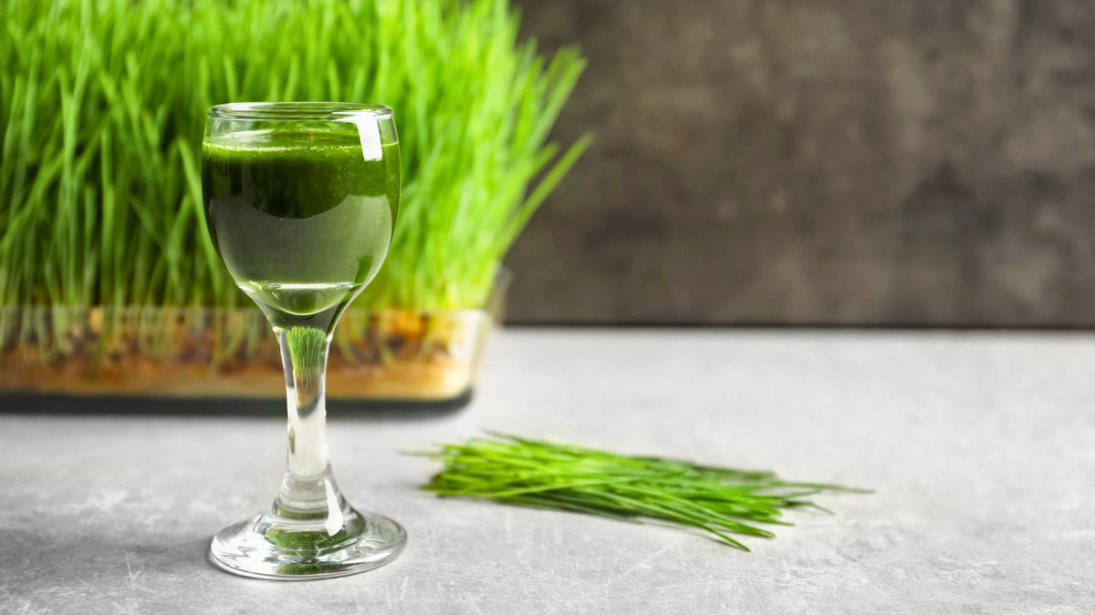 Does Wheatgrass Juice Have Gluten A Quick Useful Guide – Health ...